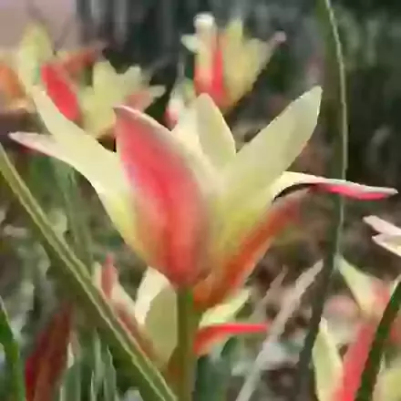 Clusiana Cynthia